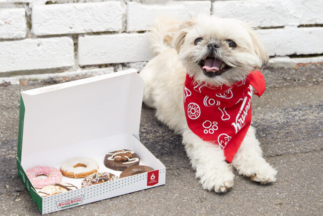 KrispyKreme_DoggieDoughnuts.jpg