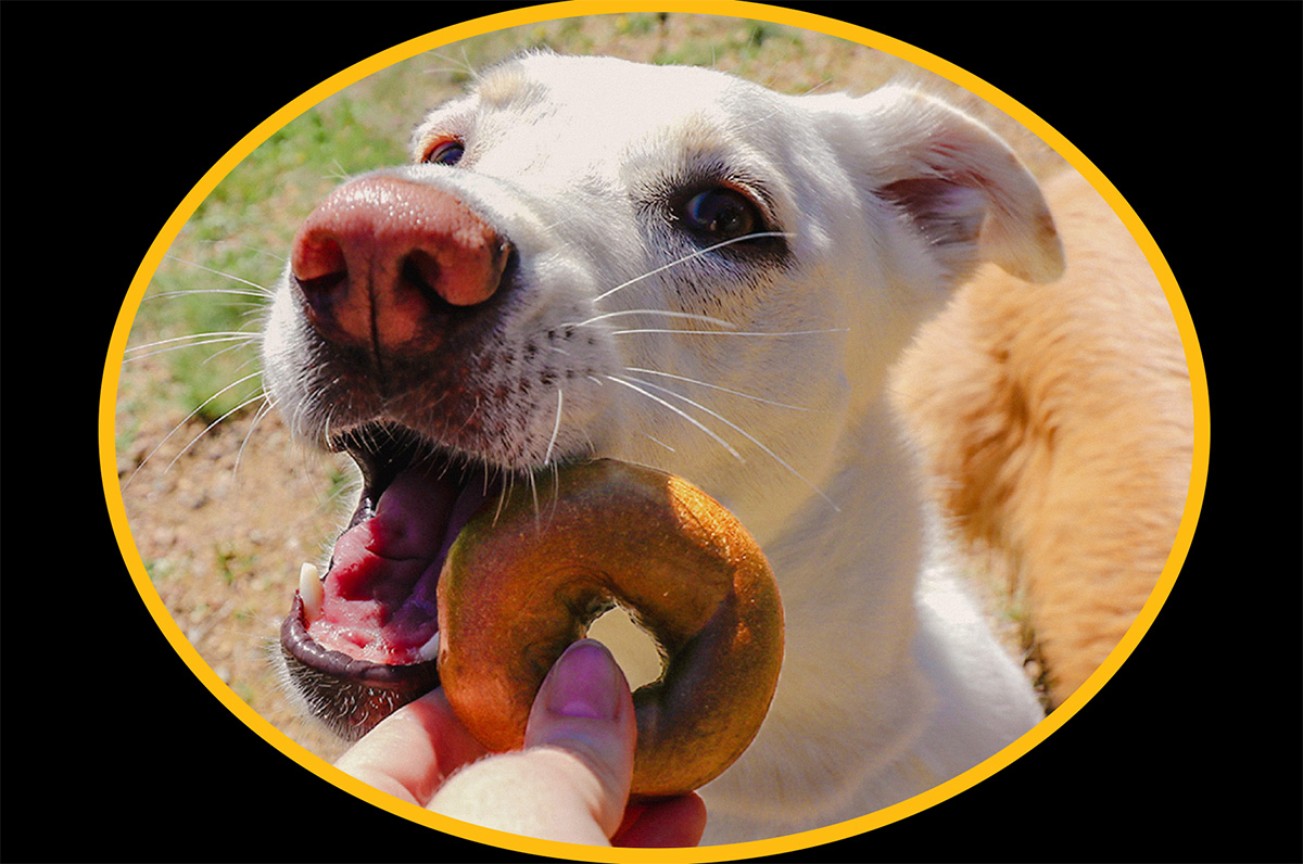 einstein bros dog treats