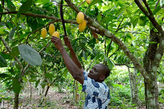 mondelez-cocoa-farm_LEAD.jpg