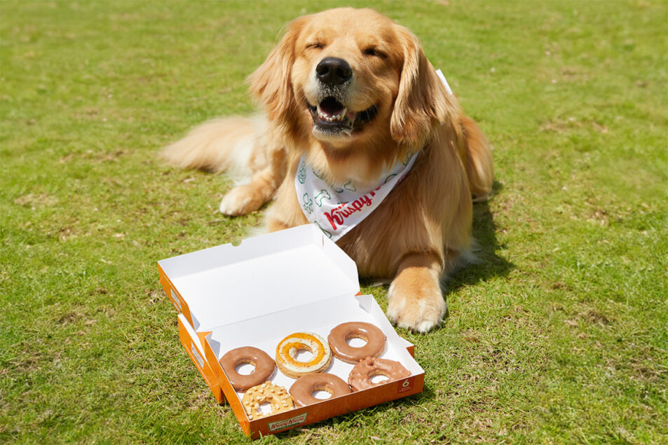 Krispy Kreme creates Pup’kin Spice Doggie Doughnuts for National Dog