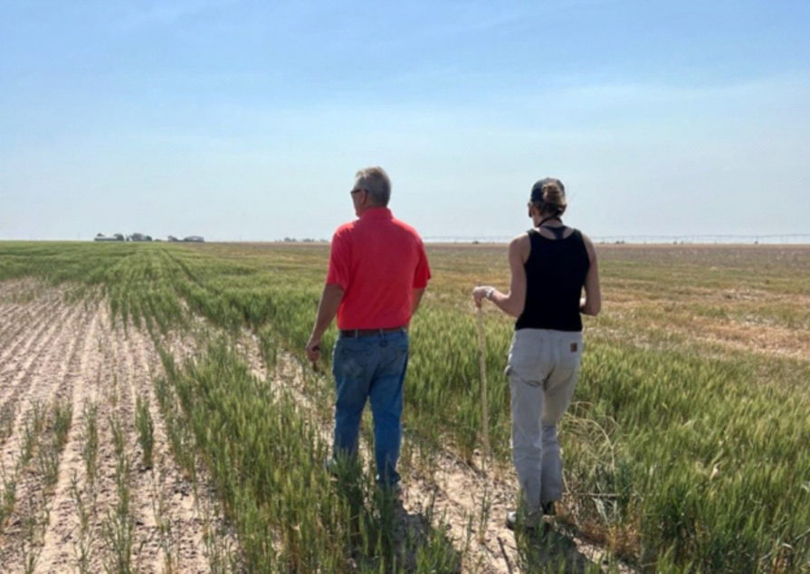 Kansas wheat tour shows the effects of drought 20220520 Bake Magazine